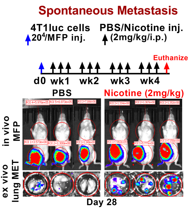 ネズミの実験でニコチンを投与した集団で乳がんの肺転移がより多く起こるという事実を示す微細顕微鏡映像資料。