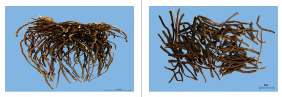 (왼쪽) 위령선 뿌리와 뿌리줄기 (오른쪽) 위령선 뿌리