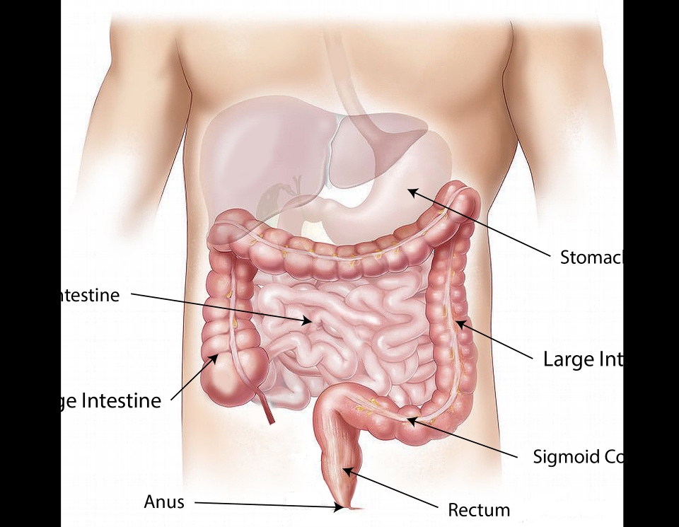 대장 큰창자 (The large intestine)