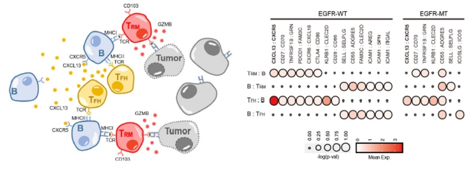 (왼쪽부터) 종양환경 내 TFH-B-TRM 림프구 협력체 모식도, EGFR 돌연변이와 EGFR 야생형 폐암에서의 면역세포 상호작용 분석