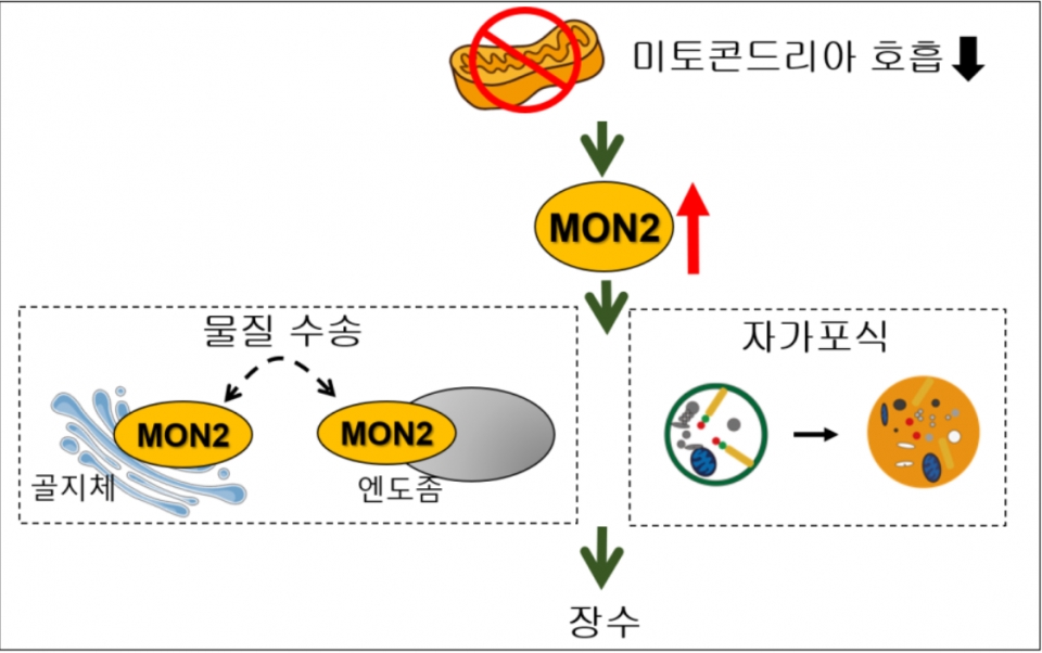 미토콘드리아 돌연변이에서 MON2가 장수를 유도하는 개념도미토콘드리아 돌연변이에서 MON2가 골지체와 엔도좀 사이의 물질 수송을 매개하고 자가포식을 향상시켜 장수를 유도한다. [그림설명 및 제공=한국과학기술원 이승재 교수]