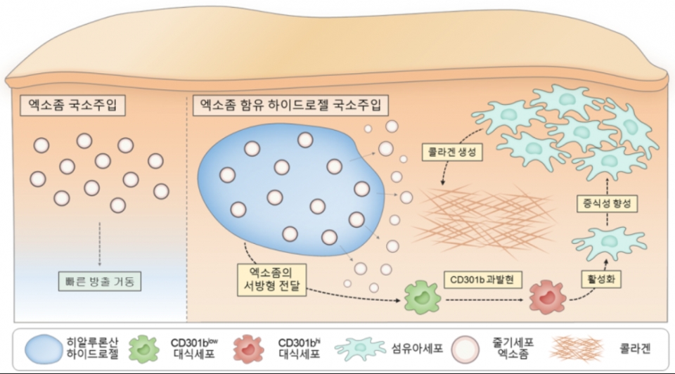[그림 A] 본 연구의 전체 모식도. 줄기세포 엑소좀 함유 히알루론산 하이드로젤이 대식세포에 CD301b을 과발현시켜 섬유아세포의 활성 및 콜라겐 생성을 유도함.