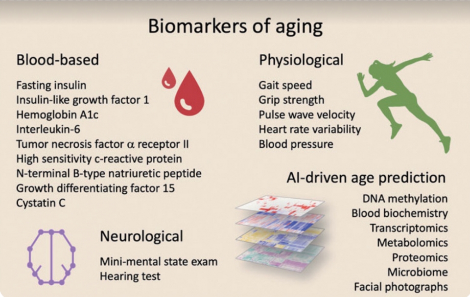 노화를 표적으로 하는 임상시험 바이오마커.출처: Clinical trials targeting aging, Frontiers in aging, 2022