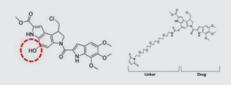 알테오젠의 특허등록 약물 및 링커-약물 접합체