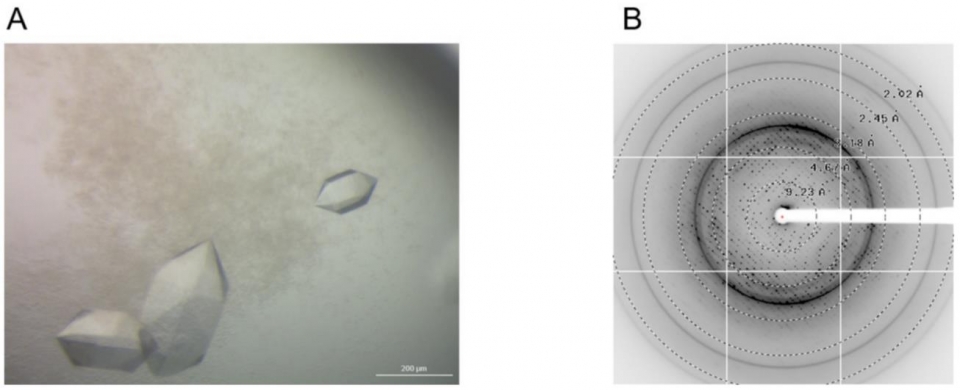 장보고균의 ssDNA 결합 단백질의 결정(Crystal) 사진 (A)과 X선 회절 패턴 (B). [사진=케이메디허브 제공]