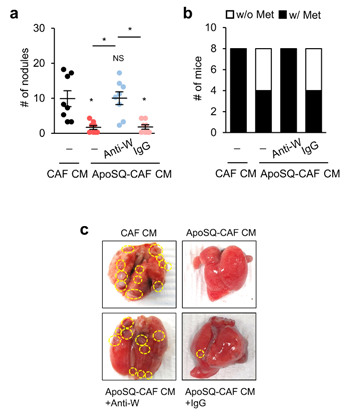 (그림1) 사멸 암세포가 노출된 CAF 배양액 투여시 WISP-1 의존적인 폐암 전이 억제 효과- 마우스에 344SQ 세포를 피하 주사 후 암 관련 섬유아 세포 배양액(CAF CM), 사멸된 암 세포와 CAF를 공동 배양한 조정 배지(ApoSQ-CAF CM), ApoSQ-CAF CM 및 항-WISP-1 항체(ApoSQ-CAF CM에 항-WISP-1 항체 처리) 또는 ApoSQ-CAF CM 및 IgG(ApoSQ-CAF CM에 IgG 항체 처리)를 종양조직내 투여하여 종양 결절의 수(a) 및 전이 비율(b)을 측정한 결과. - 전이가 있거나 없는 대표 폐 사진(c)[그림설명 및 제공=이화여자대학교 이지희 교수]