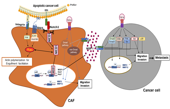 (그림2) 사멸 암세포와 암 관련 섬유아 세포 상호작용에 의한 암전이 억제작용 기전에 관한 모식도- 사멸된 암세포 노출시 암 관련 섬유아 세포(CAF)에서 Notch1 시그널 의존적인 WISP-1 생성을 유도하고 측분비 또는 자가분비 작용으로 암세포의 이동 및 침윤, CAF 활성화를 함께 억제하여 항전이 역할을 할 수 있음. - 또한 사멸세포 인식 수용체인 BAI1 활성으로 유도되는 시그널(BAI1-Rac1 시그널)이 Notch1 시그널과 상호작용하여 CAF의 사멸 암세포 탐식작용을 촉진하고 WISP-1 생성을 강화함.