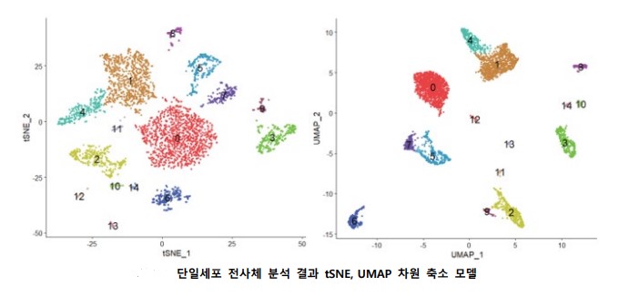 단일세포 전사체 분석 결과 tSNE, UMAP 차원 축소 모델 [자료=BRIC 동향리포트]