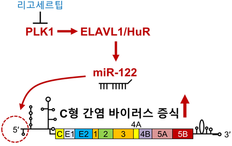 miR-122 조절 상위 신호전달 메커니즘 [사진=국립암센터 제공]