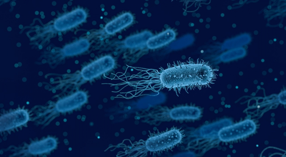 미생물 박테리아 마이크로바이옴 세균 바이러스 [사진=Pixabay]