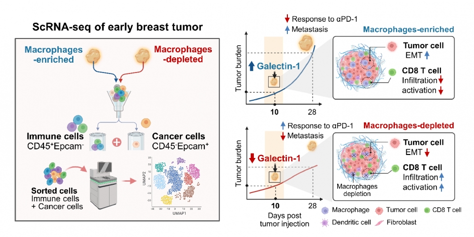 종양 내 마크로파지가 없는 경우에 암세포의 전이 능력이 감소했고 종양 내 면역 활성화에 중요한 CD8 T세포가 증가했다.