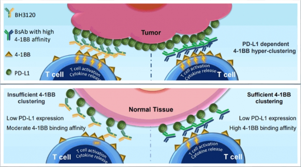 사진은 북경한미약품이 미국암연구학회(AACR 2023)에서 발표한 BH3120의 작용 기전. 종양(Tumor)에서는 ‘BH3120(왼쪽 Y자 물질)’과 ‘4-1BB 결합력이 높은 이중항체(오른쪽 Y자 물질)’ 모두 강력한 항암효과를 유도하지만, 일반 조직(Nomal Tissue)에서는 BH3120이 4-1BB 결합력이 높은 이중항체와 달리 불필요한 면역활성화를 최소화해 보다 안전성을 지닌다는 내용.