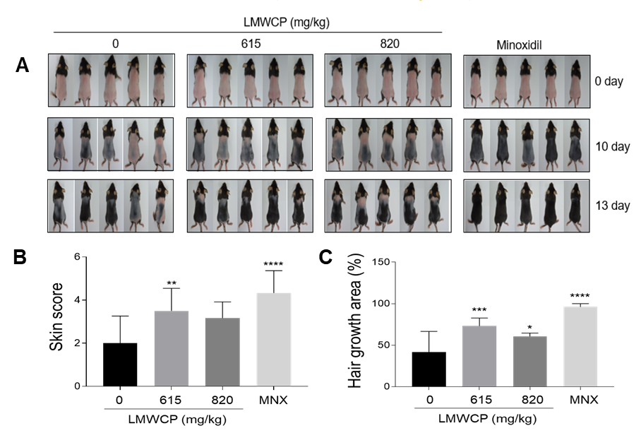 쥐의 ‘저분자 콜라겐 펩타이드(LMWCP)’과 발모제(Minoxidil) 효과(A) 0, 10, 및 13일 차 마우스 등 피부 모발 변화 사진(B) 10일 차 마우스 피부색 지수 그래프(C) 13일 차 마우스 피부의 모발 성장 영역 그래프