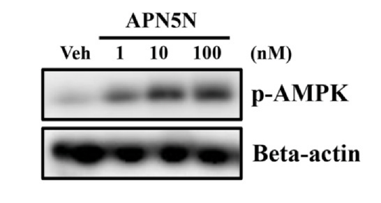 APN5N 농도가 높아질수록 AMPK의 인산화 수준도 높아지는 것으로 나타남.